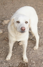 GIANNA, Hund, Mischlingshund in Griechenland - Bild 8
