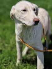 ARAMIS, Hund, Mischlingshund in Laubach - Bild 17