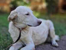 ARAMIS, Hund, Mischlingshund in Laubach - Bild 19