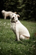 ARAMIS, Hund, Mischlingshund in Laubach - Bild 4