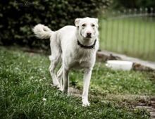 ARAMIS, Hund, Mischlingshund in Laubach - Bild 5