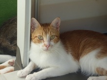 MILO, Katze, Europäisch Kurzhaar in Spanien - Bild 4