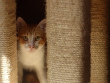 MILO, Katze, Europäisch Kurzhaar in Spanien - Bild 5