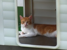 MILO, Katze, Europäisch Kurzhaar in Spanien - Bild 6