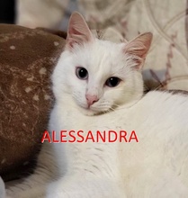 ALESSANDRA, Katze, Europäisch Kurzhaar in Bulgarien - Bild 1