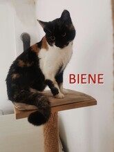 BIENE, Katze, Europäisch Kurzhaar in Bosnien und Herzegowina - Bild 1
