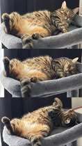 CHOCHO, Katze, Europäisch Kurzhaar in Hamburg - Bild 14