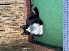 CHOCHO, Katze, Europäisch Kurzhaar in Hamburg - Bild 7