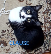 CLAUSE, Katze, Europäisch Kurzhaar in Bulgarien - Bild 1