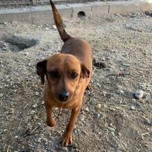 LAMBADA, Hund, Zwergpinscher-Mix in Ungarn - Bild 12