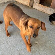 LAMBADA, Hund, Zwergpinscher-Mix in Ungarn - Bild 15