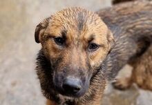 MARIOLA, Hund, Mischlingshund in Rumänien - Bild 1