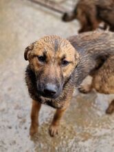 MARIOLA, Hund, Mischlingshund in Rumänien - Bild 2
