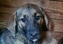 MARIOLA, Hund, Mischlingshund in Rumänien - Bild 3