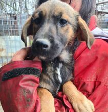 MARIOLA, Hund, Mischlingshund in Rumänien - Bild 4