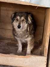 LAURA, Hund, Mischlingshund in Rumänien - Bild 1