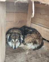 LAURA, Hund, Mischlingshund in Rumänien - Bild 10
