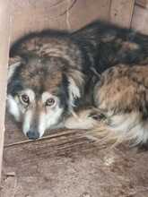 LAURA, Hund, Mischlingshund in Rumänien - Bild 11