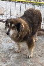 LAURA, Hund, Mischlingshund in Rumänien - Bild 4