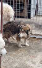 LAURA, Hund, Mischlingshund in Rumänien - Bild 5