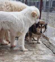 LAURA, Hund, Mischlingshund in Rumänien - Bild 6