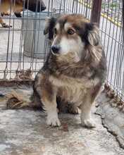 LAURA, Hund, Mischlingshund in Rumänien - Bild 7