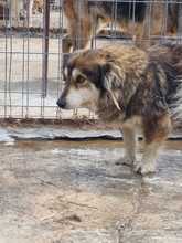 LAURA, Hund, Mischlingshund in Rumänien - Bild 8