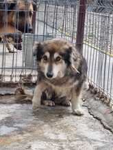 LAURA, Hund, Mischlingshund in Rumänien - Bild 9