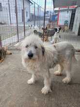 HERA, Hund, Mischlingshund in Rumänien - Bild 1