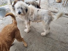 HERA, Hund, Mischlingshund in Rumänien - Bild 3