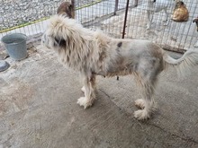 HERA, Hund, Mischlingshund in Rumänien - Bild 4