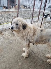 HERA, Hund, Mischlingshund in Rumänien - Bild 5