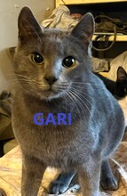 GARI, Katze, Europäisch Kurzhaar in Gelsenkirchen - Bild 1