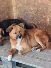 ZIGGY, Hund, Mischlingshund in Rumänien - Bild 1