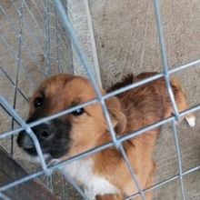 ZIGGY, Hund, Mischlingshund in Rumänien - Bild 2