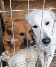 ZIGGY, Hund, Mischlingshund in Rumänien - Bild 3