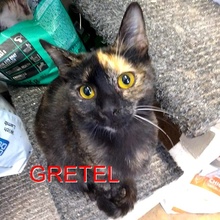 GRETEL, Katze, Europäisch Kurzhaar in Bulgarien - Bild 1