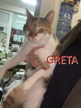GRETA, Katze, Europäisch Kurzhaar in Bulgarien - Bild 1