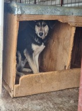 TAIKI, Hund, Mischlingshund in Rumänien - Bild 1
