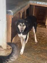 TAIKI, Hund, Mischlingshund in Rumänien - Bild 3
