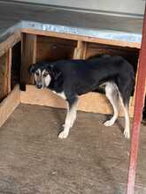 TAIKI, Hund, Mischlingshund in Rumänien - Bild 5