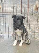 TOSHI, Hund, Mischlingshund in Rumänien - Bild 1