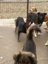 TOSHI, Hund, Mischlingshund in Rumänien - Bild 3