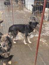 TOSHI, Hund, Mischlingshund in Rumänien - Bild 4