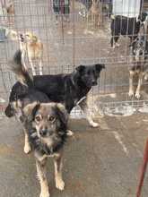 TOSHI, Hund, Mischlingshund in Rumänien - Bild 5