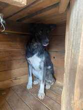 TOSHI, Hund, Mischlingshund in Rumänien - Bild 9