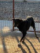 POLLY, Hund, Mischlingshund in Rumänien - Bild 3