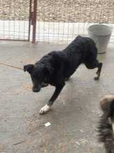 POLLY, Hund, Mischlingshund in Rumänien - Bild 7