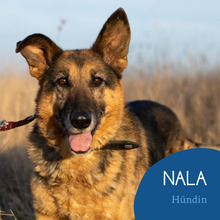 NALA, Hund, Mischlingshund in Rumänien - Bild 1