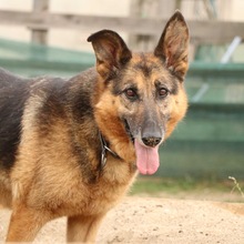 NALA, Hund, Mischlingshund in Rumänien - Bild 10
